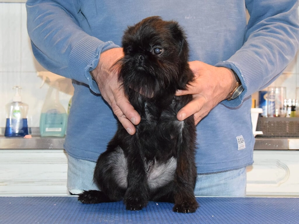 Affenpinscher dog