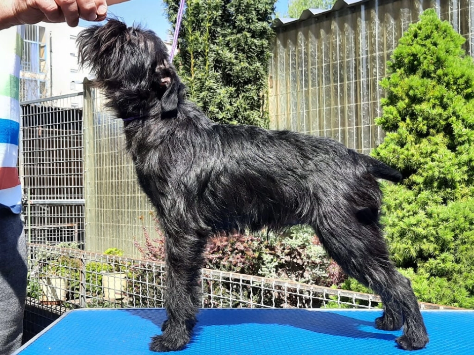 Affenpinscher dog