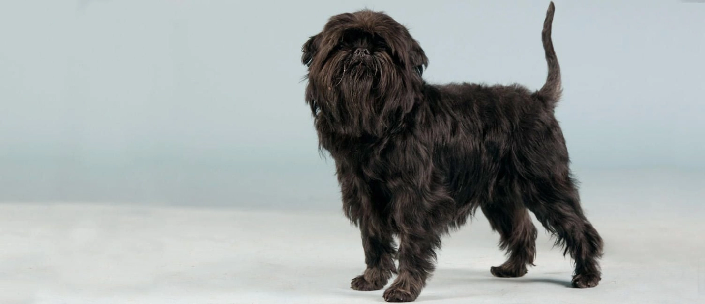 Affenpinscher Breed