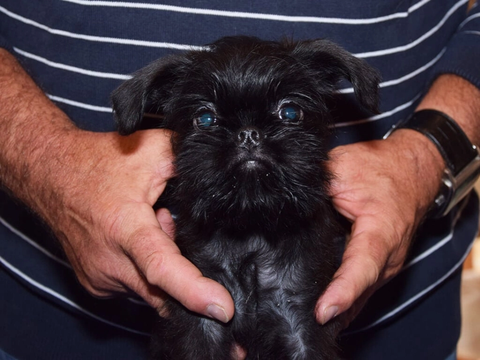Affenpinscher dog