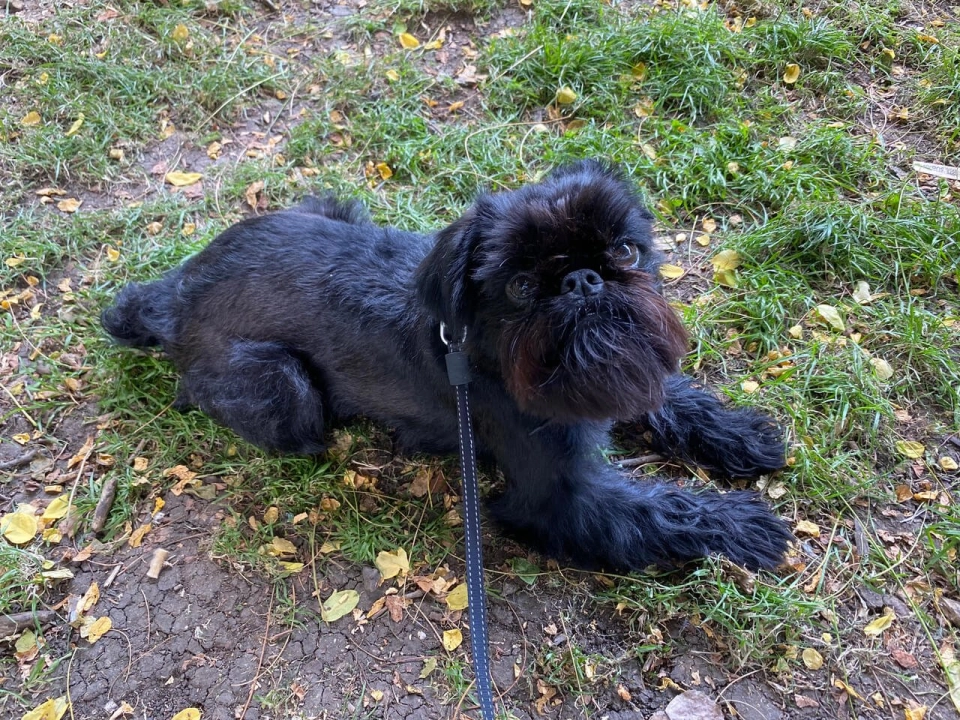 Affenpinscher dog