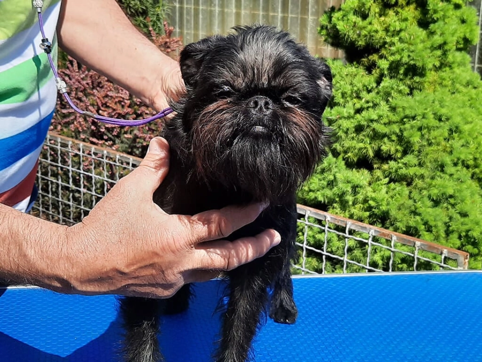 Affenpinscher dog