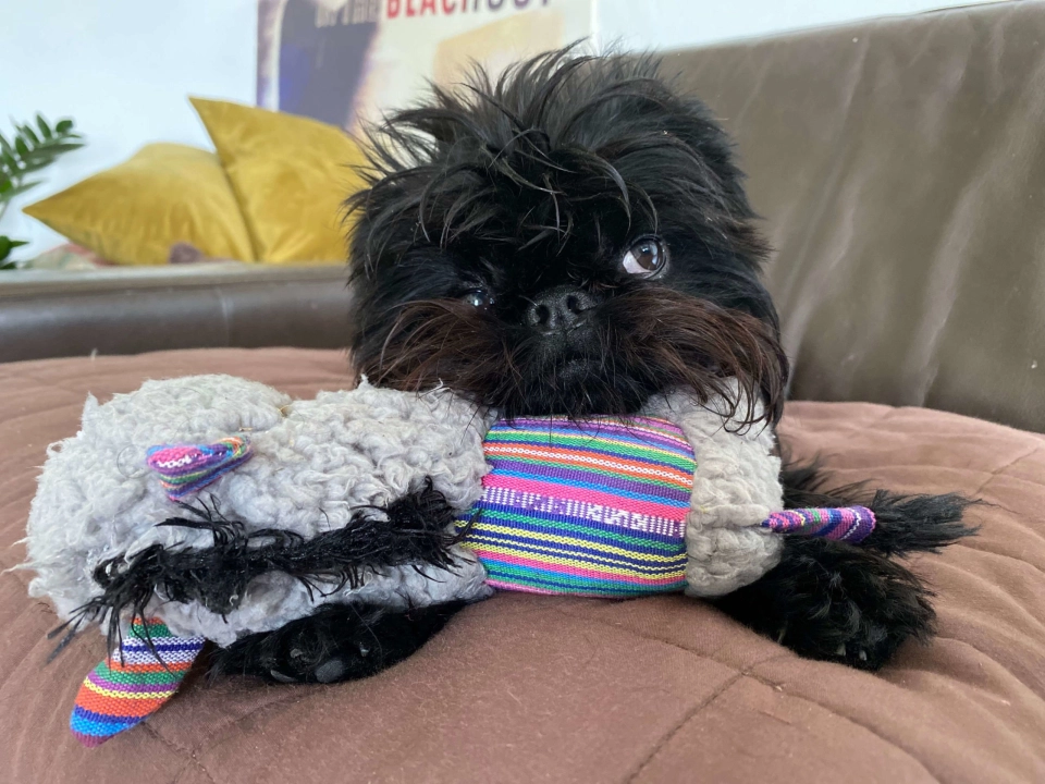 Affenpinscher dog