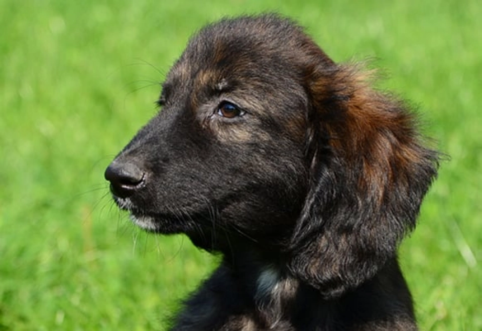 Afghan Hound dog