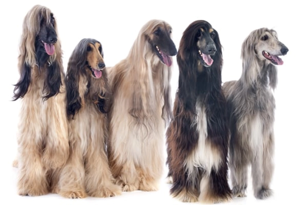 Afghan Hound dog