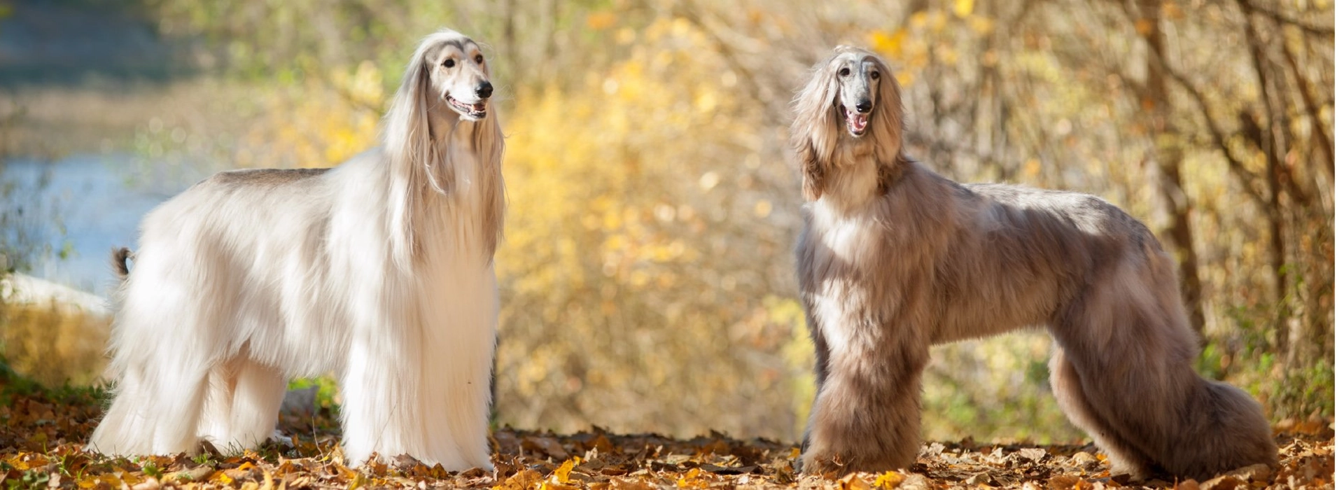 Afghan Hound Breed information Pictures EuroPuppy