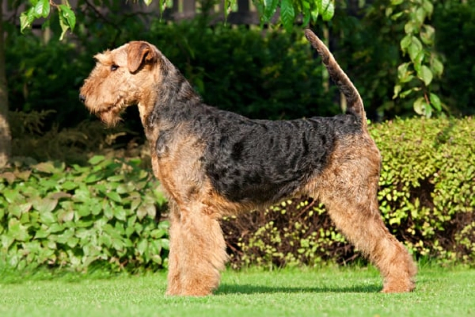 Airedale Terrier perro