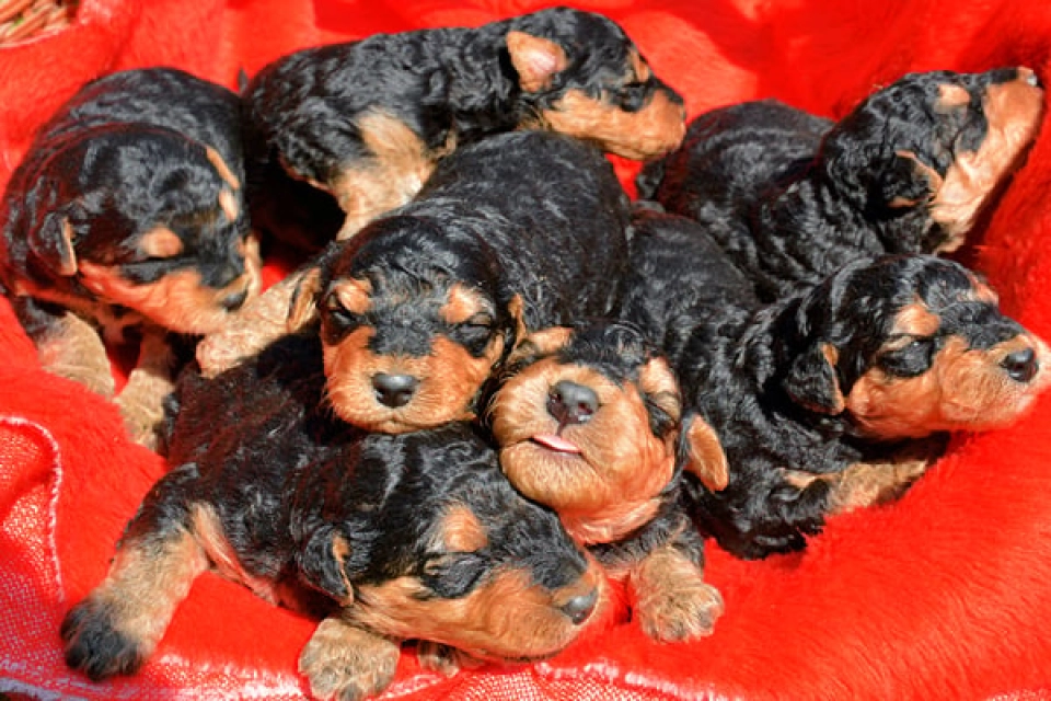 Airedale Terrier perro