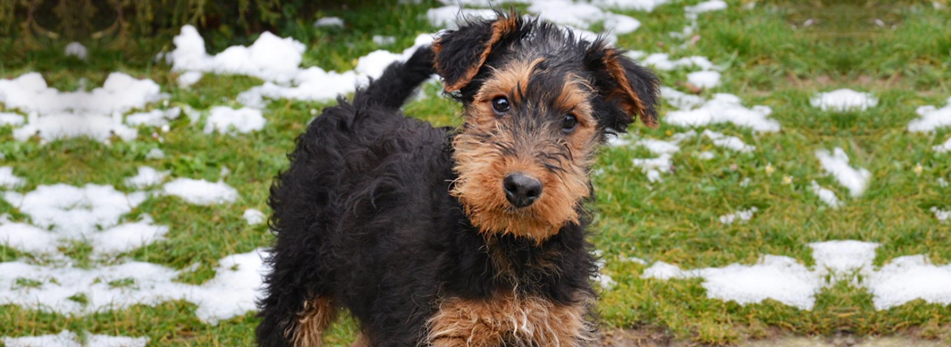 Terrier Breed Airedale Rescue Near Me Airedale Terrier Breed