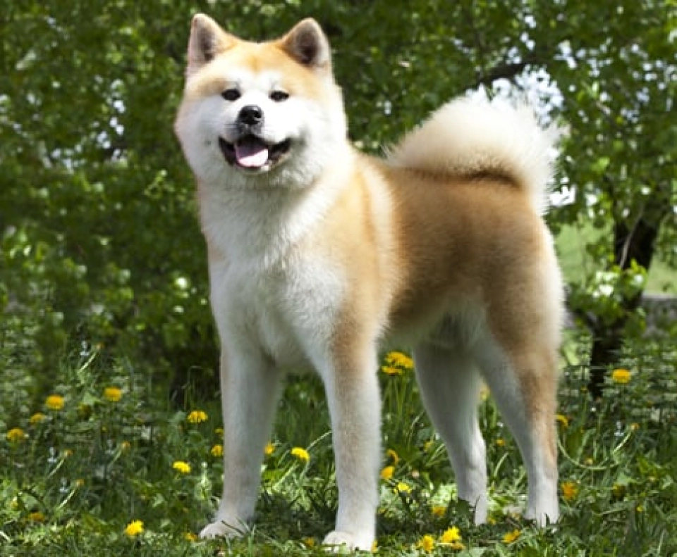 Akita Inu perro