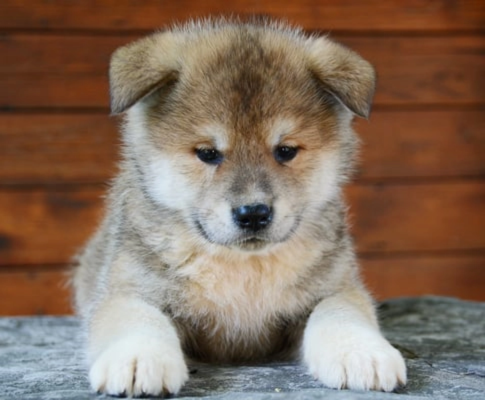 Akita Inu perro