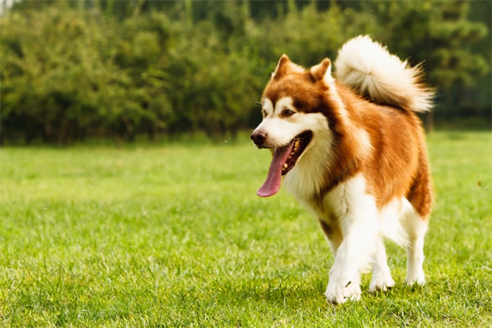 Alaskan Malamute Hund