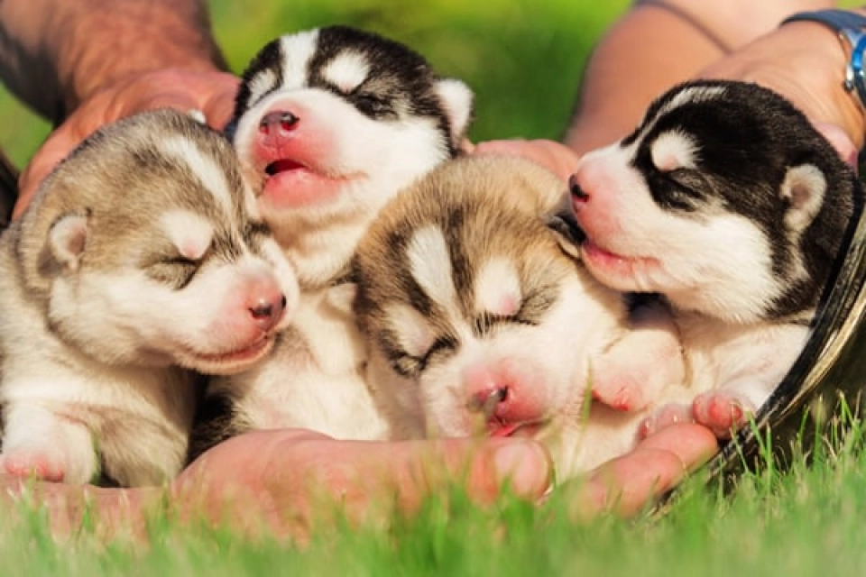 Alaskan Malamute Hund