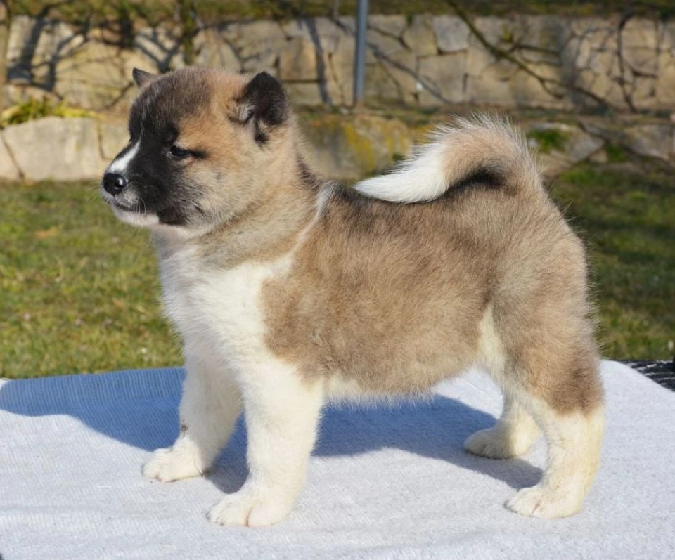 American Akita dog