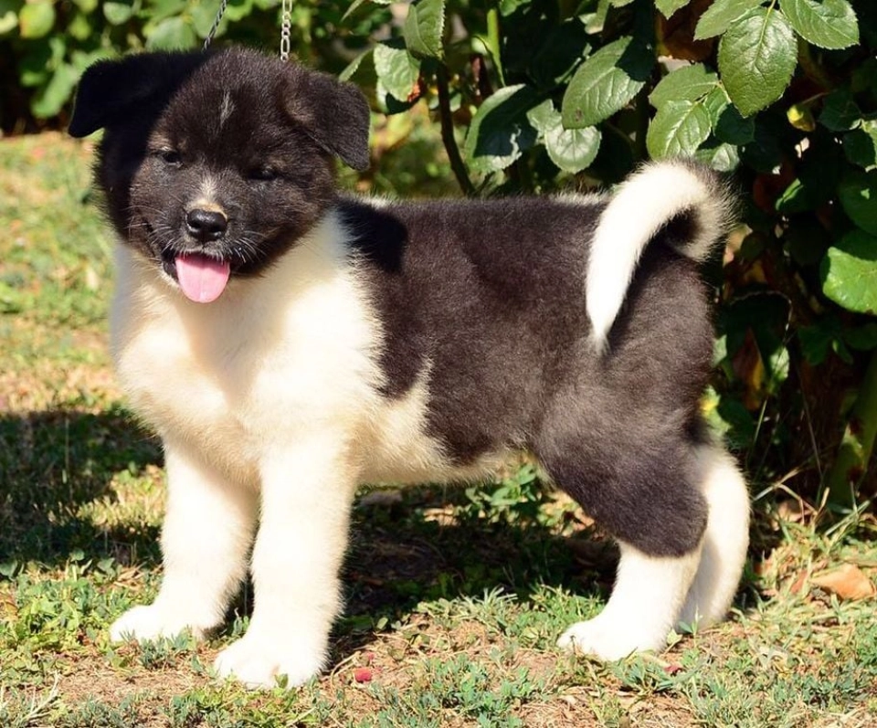 American Akita dog
