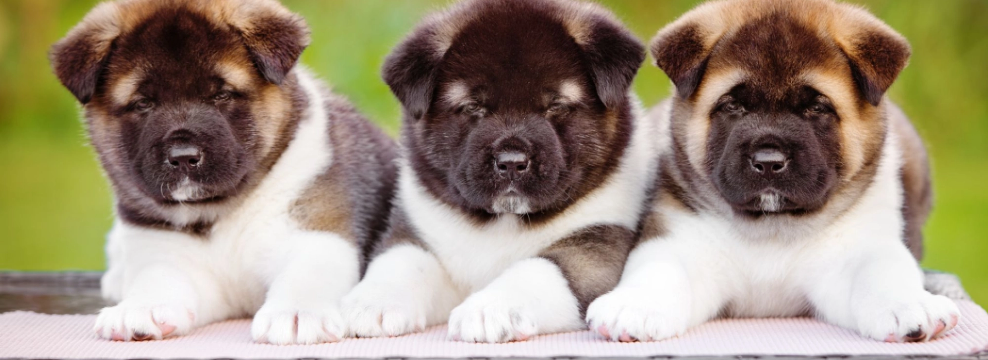 american akita preloved akita