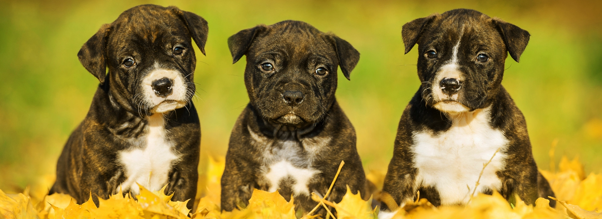 American Staffordshire Terrier Breed information Pictures