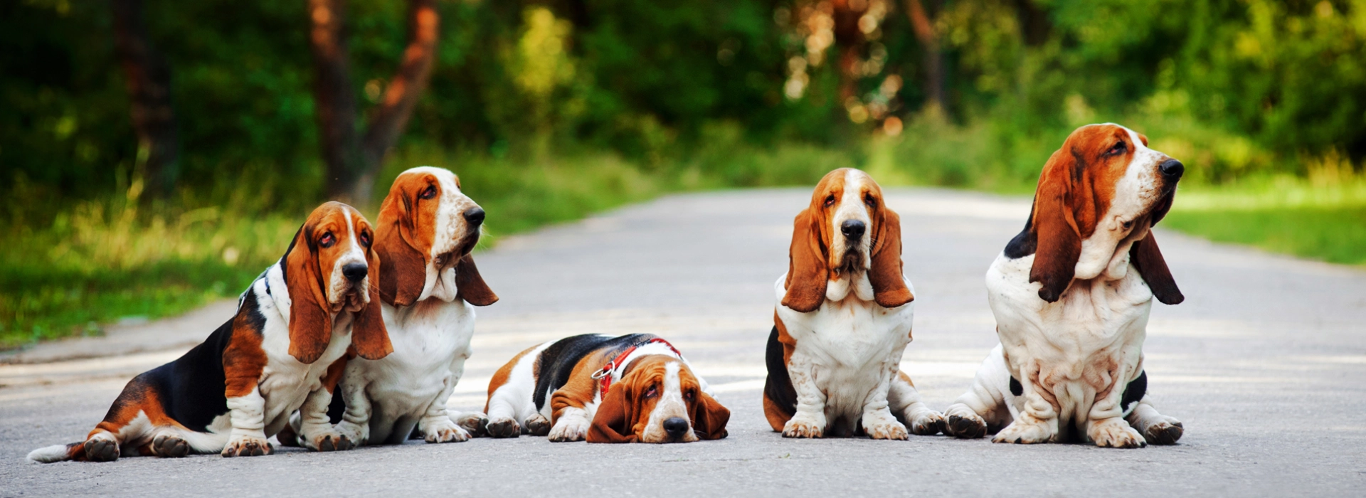 Basset Hound Breed information Pictures EuroPuppy