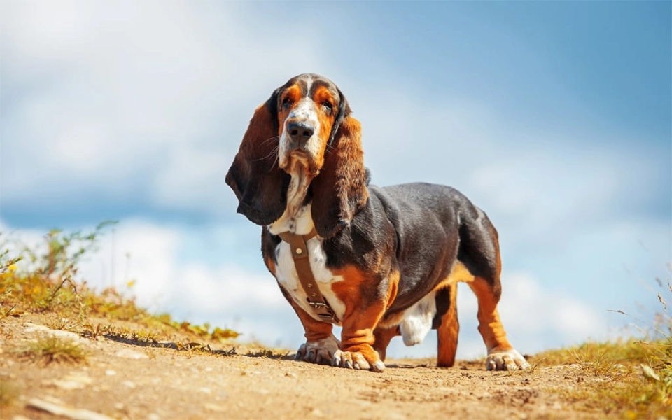 Basset Hound dog