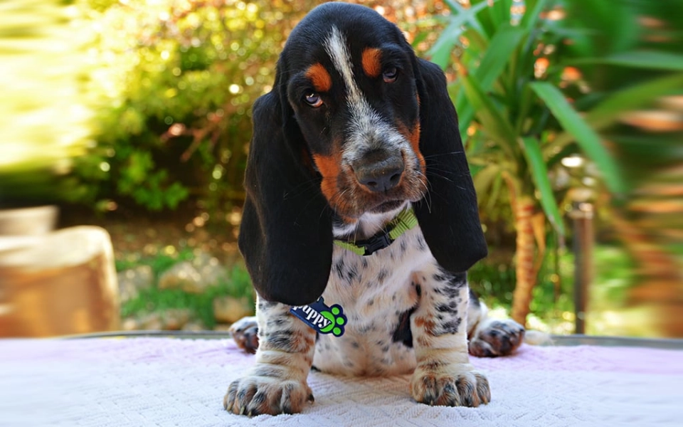 Basset Hound dog