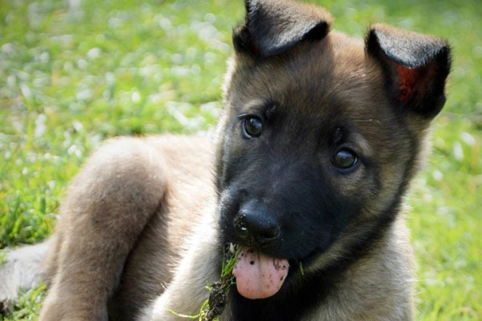 Malinois Hund