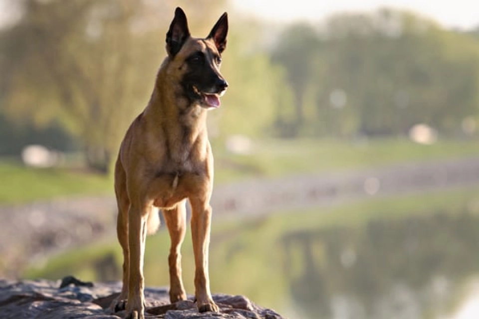 Malinois Hund