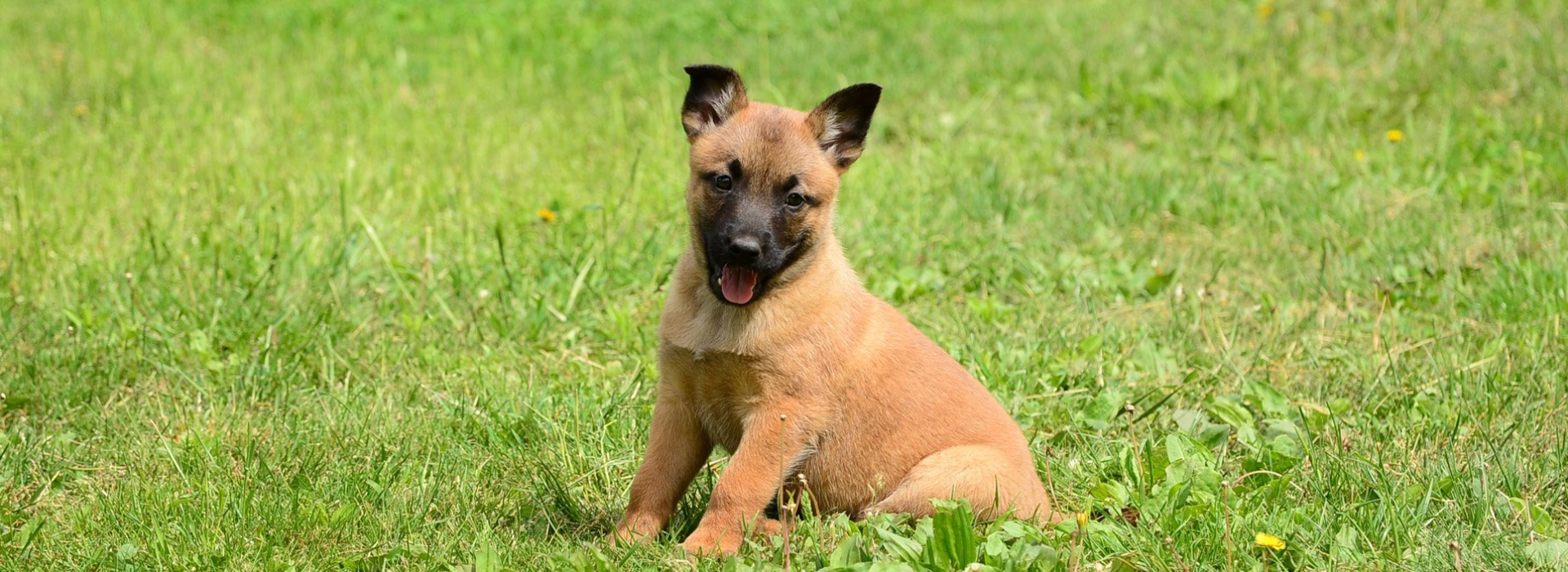 Belgian Malinois Breed information Pictures EuroPuppy