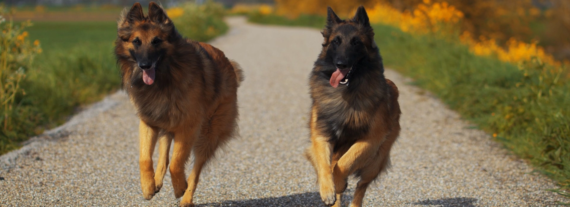 Belgian Tervuren Breed information Pictures EuroPuppy