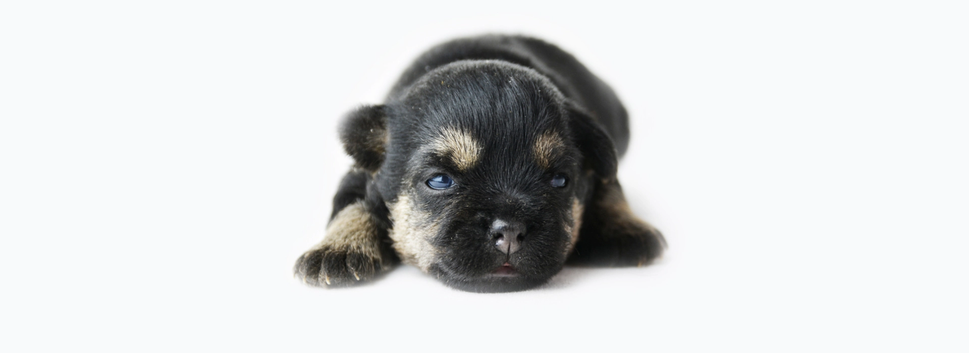 Border Terrier Breed information Pictures EuroPuppy