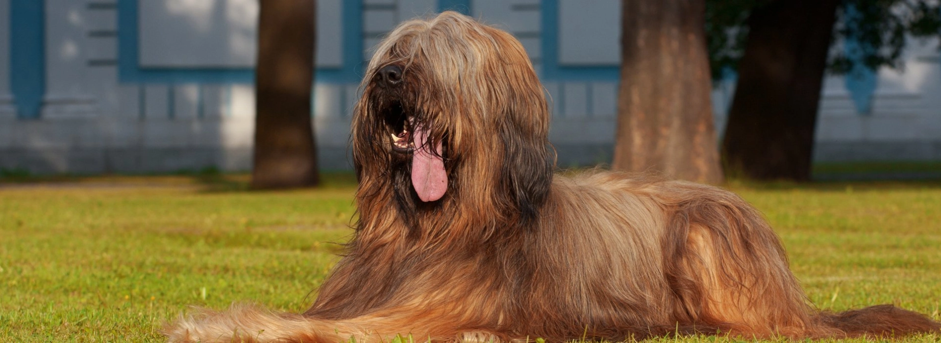 Briard Puppies For Sale EuroPuppy