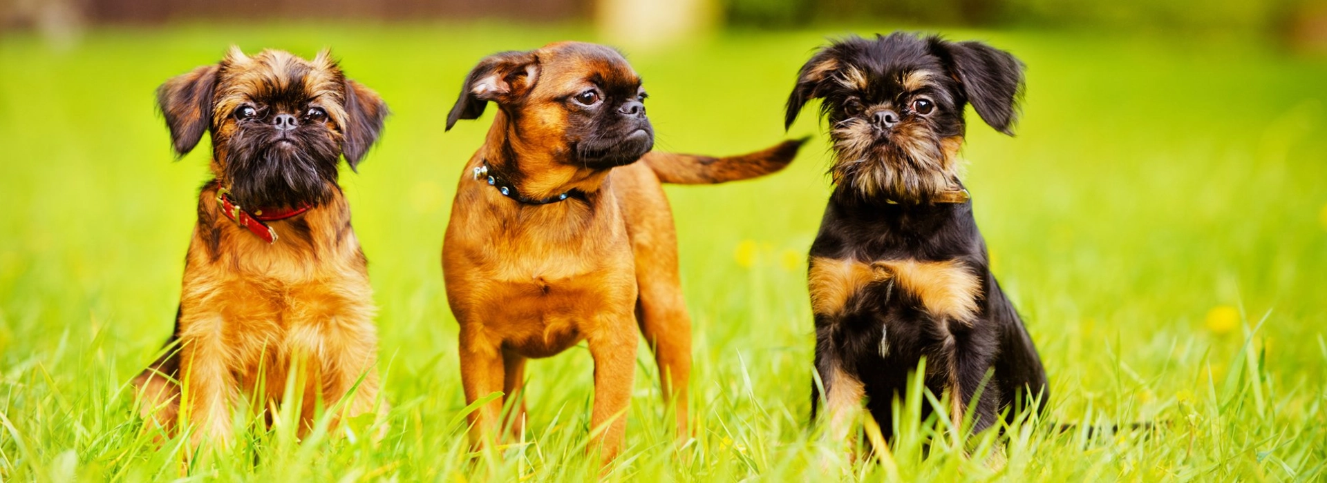 Griffin Mini Brussels Griffon Dog Breed Brussel Griffon Short Hair