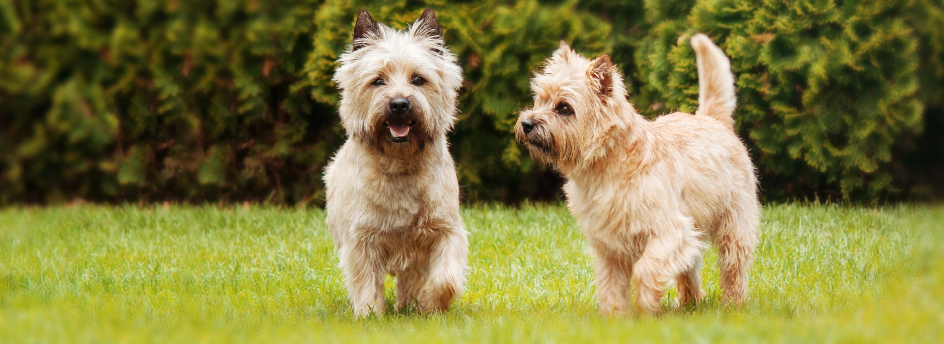 Cairn Terrier Breed information Pictures EuroPuppy