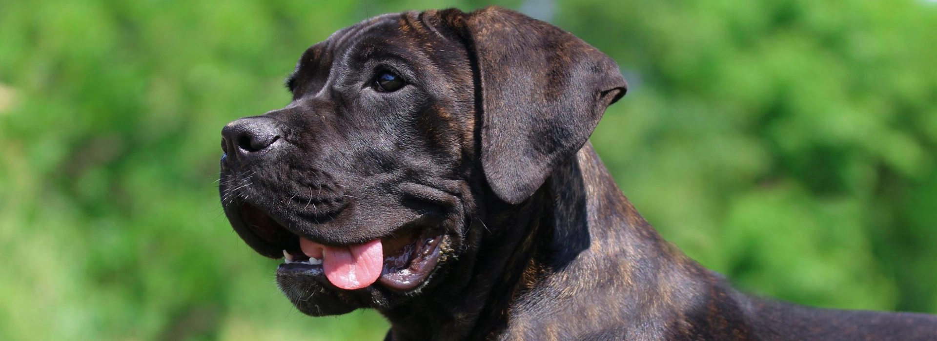 Cane Corso Puppies For Sale EuroPuppy
