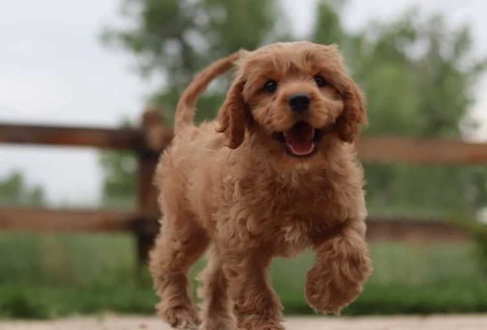Cavapoo dog
