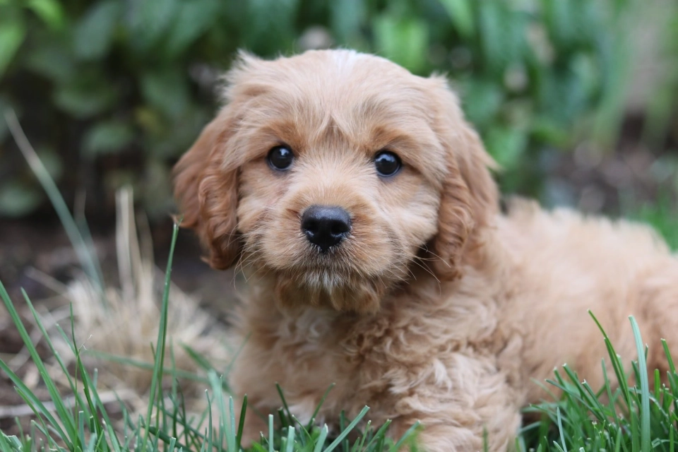 Cavapoo dog