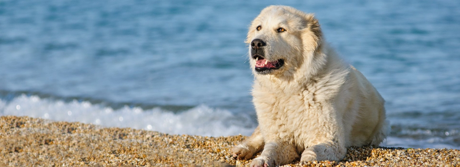 Central Asian Ovcharka Breed information Pictures EuroPuppy