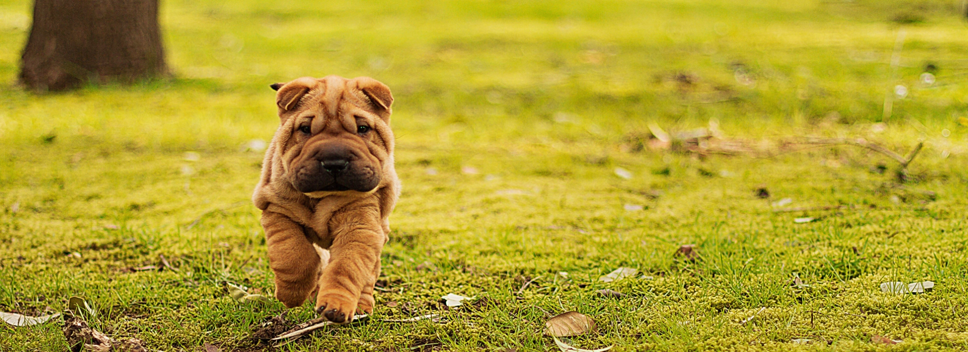 Chinese Shar-Pei Breed information Pictures EuroPuppy