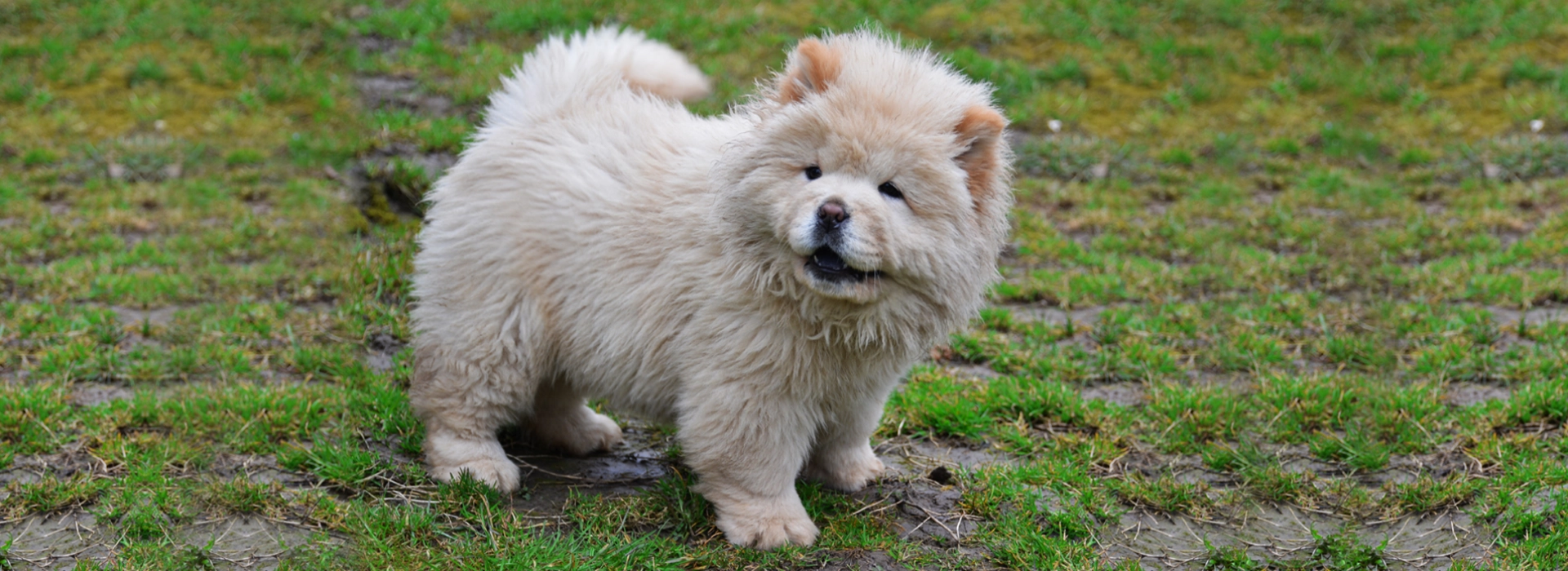 Pomeranian Maltese Chow Mix Chow Puppy Mini Chow Chow Pomeranian Mix Mini  Chow Pom Chow, image size:1920x700
