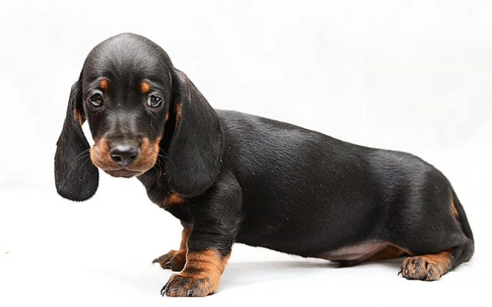 Dachshund dog