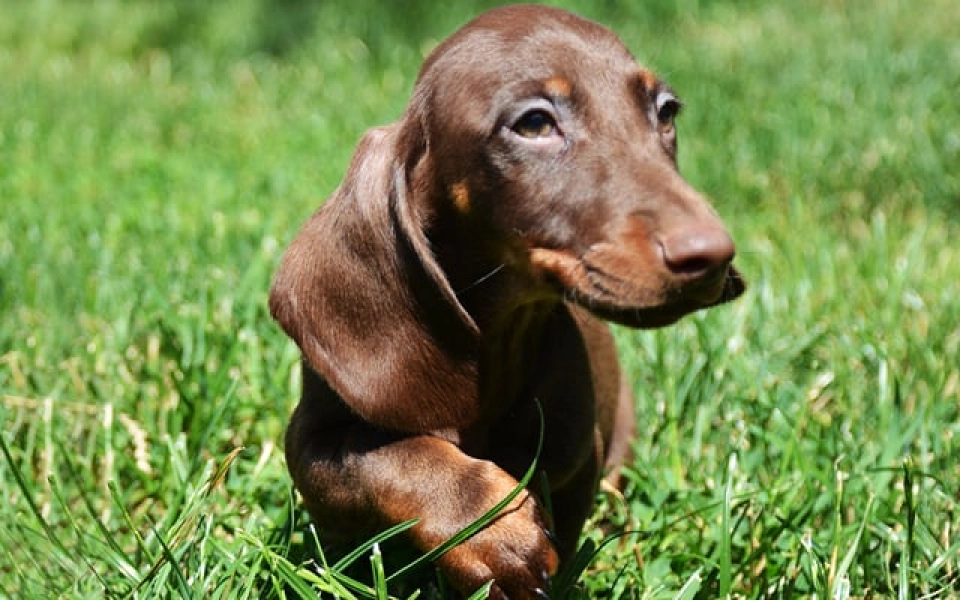 Dachshund dog