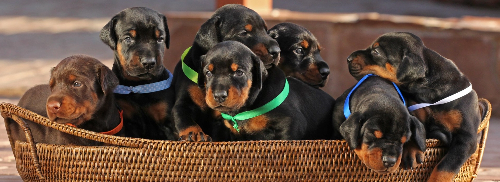 91 chiens adultes \u0026 chiots Saint-Bernard à vendre, image size:1920x700