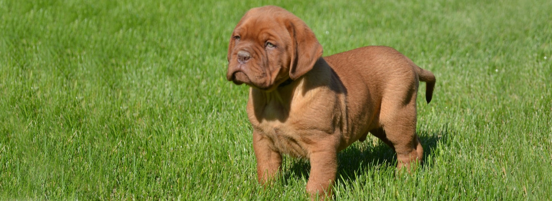 Dogue de Bordeaux Breed information Pictures EuroPuppy