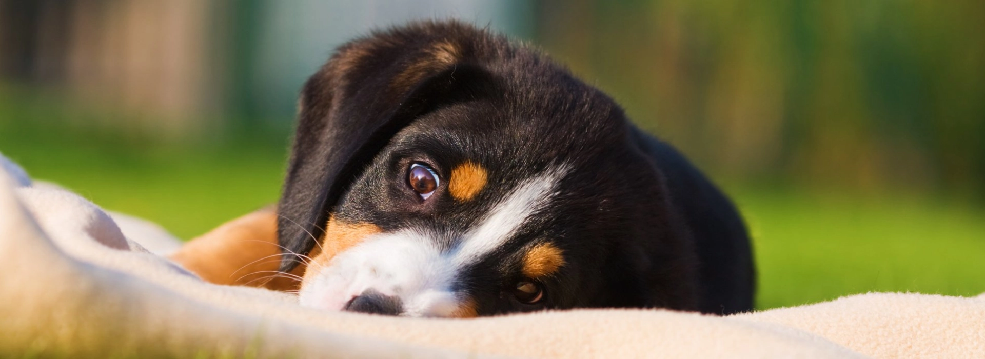 Entlebucher Breed information Pictures EuroPuppy