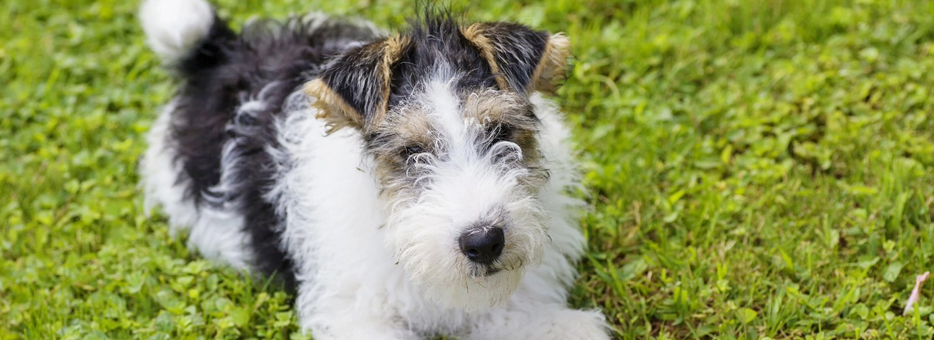 Fox Terrier Puppies For Sale EuroPuppy