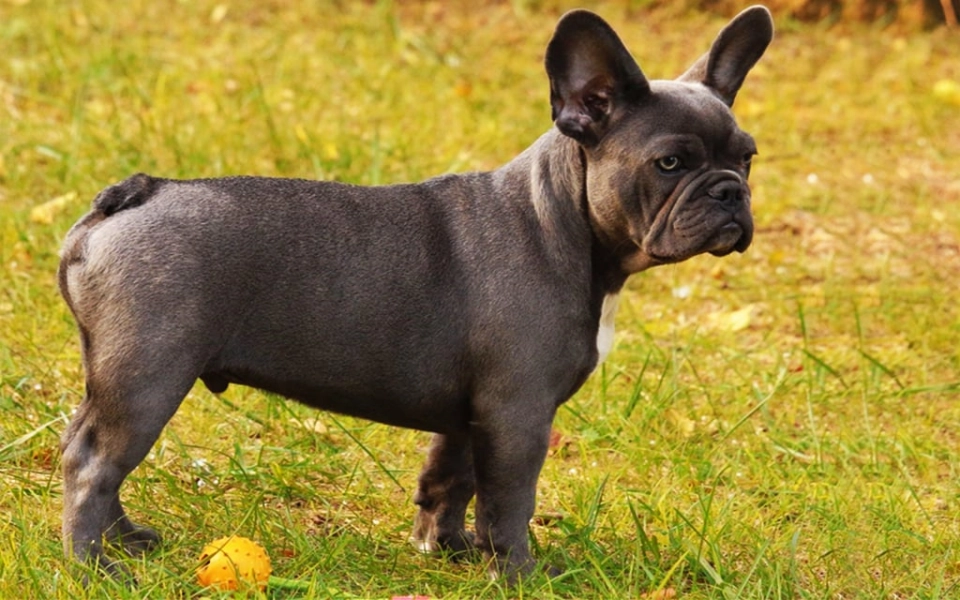 Bulldog Franc s Informaci n De La Raza Con Im genes EuroPuppy Bulldog Franc s Informaci n De La Raza Con Im genes EuroPuppy