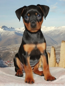 Deutscher Pinscher
