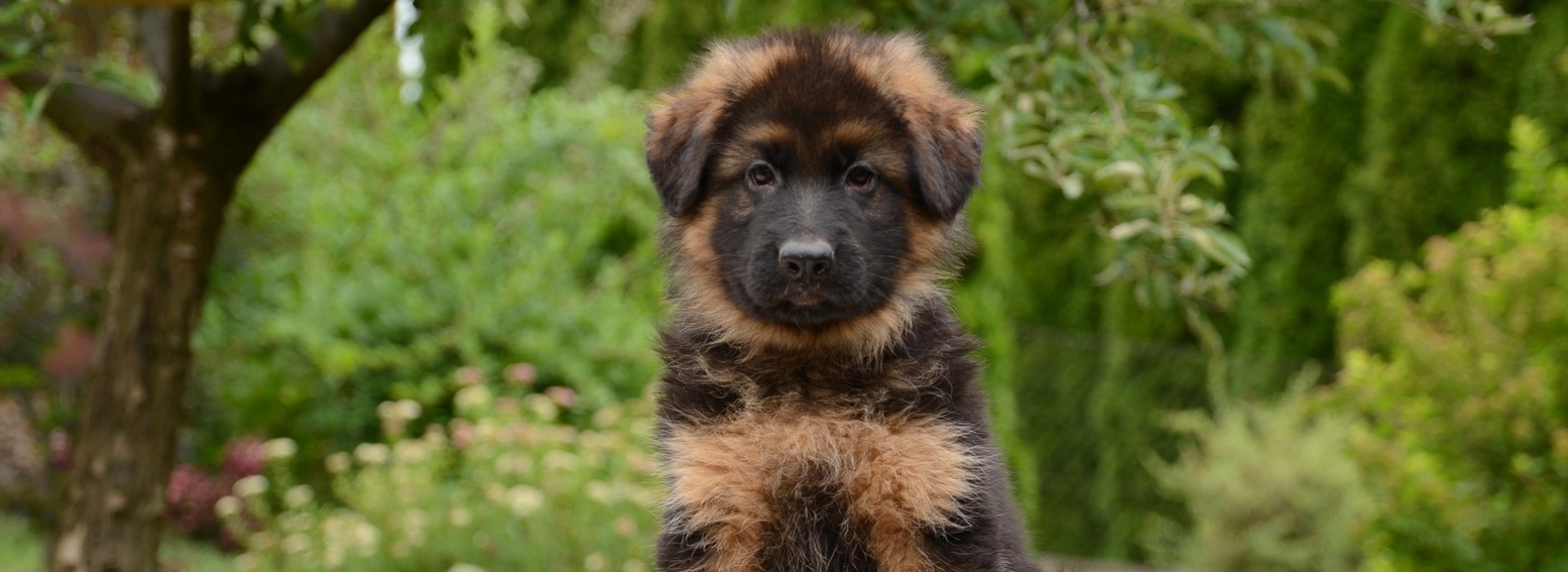 German Shepherd Dog Breed information Pictures EuroPuppy