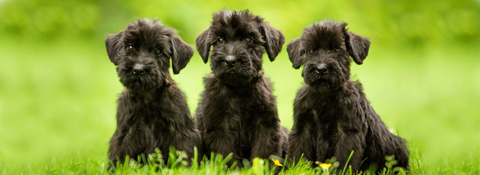 Giant Schnauzer Puppies For Sale EuroPuppy