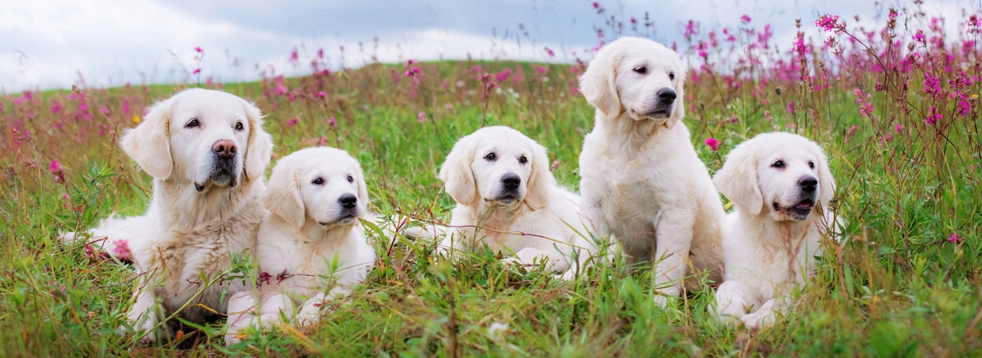 Golden Retriever Breed information Pictures EuroPuppy