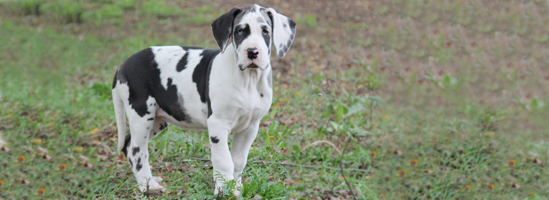 Great Dane Breed information Pictures EuroPuppy